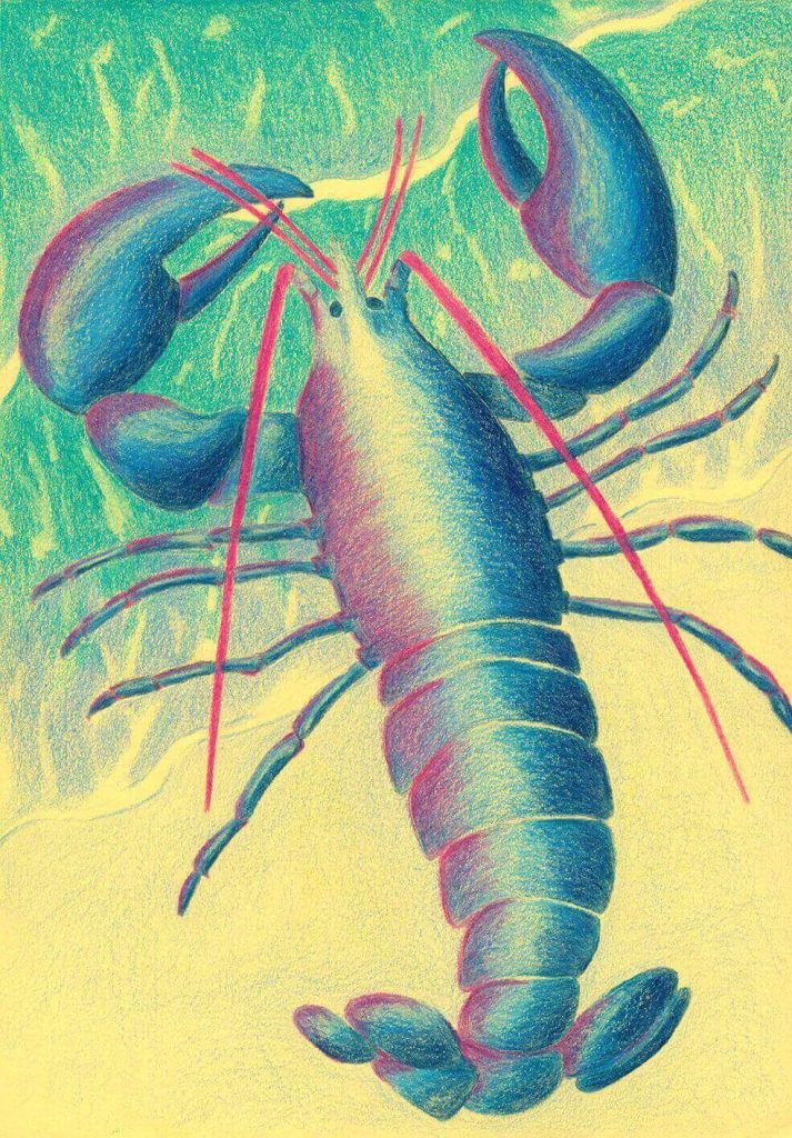 Dessin technique d'un homard aux crayons de couleur, travail d'ombre et lumière à l'Atelier Adya accessible facilement depuis Vigneux-de-Bretagne.